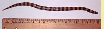 Banded Sand Snake